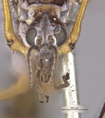 Media type: image;   Entomology 10330 Aspect: head frontal view